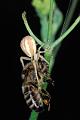 runcinia grammica